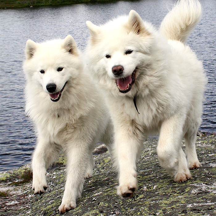 To glade hunder løper side om side