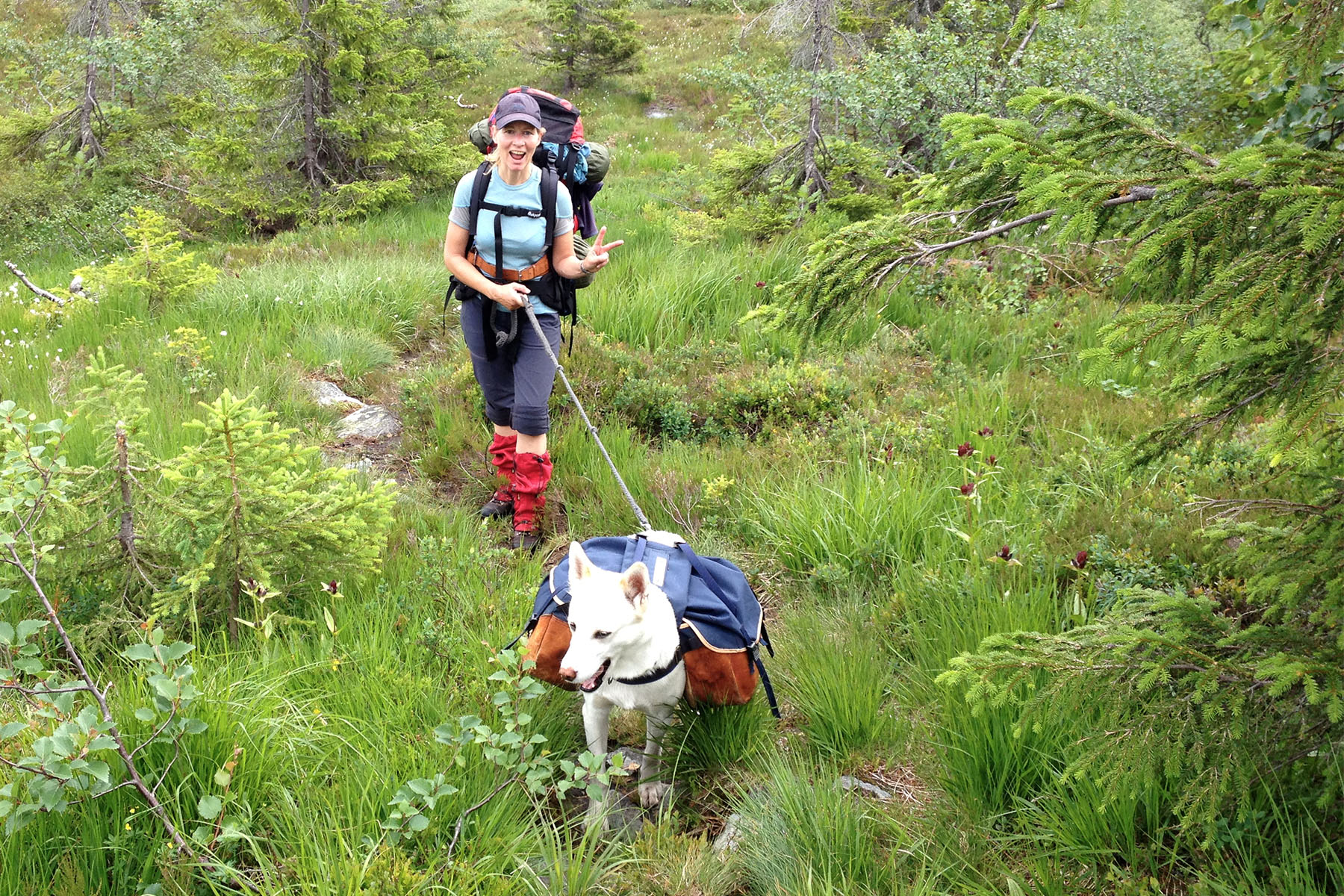 Kløving Med Hund