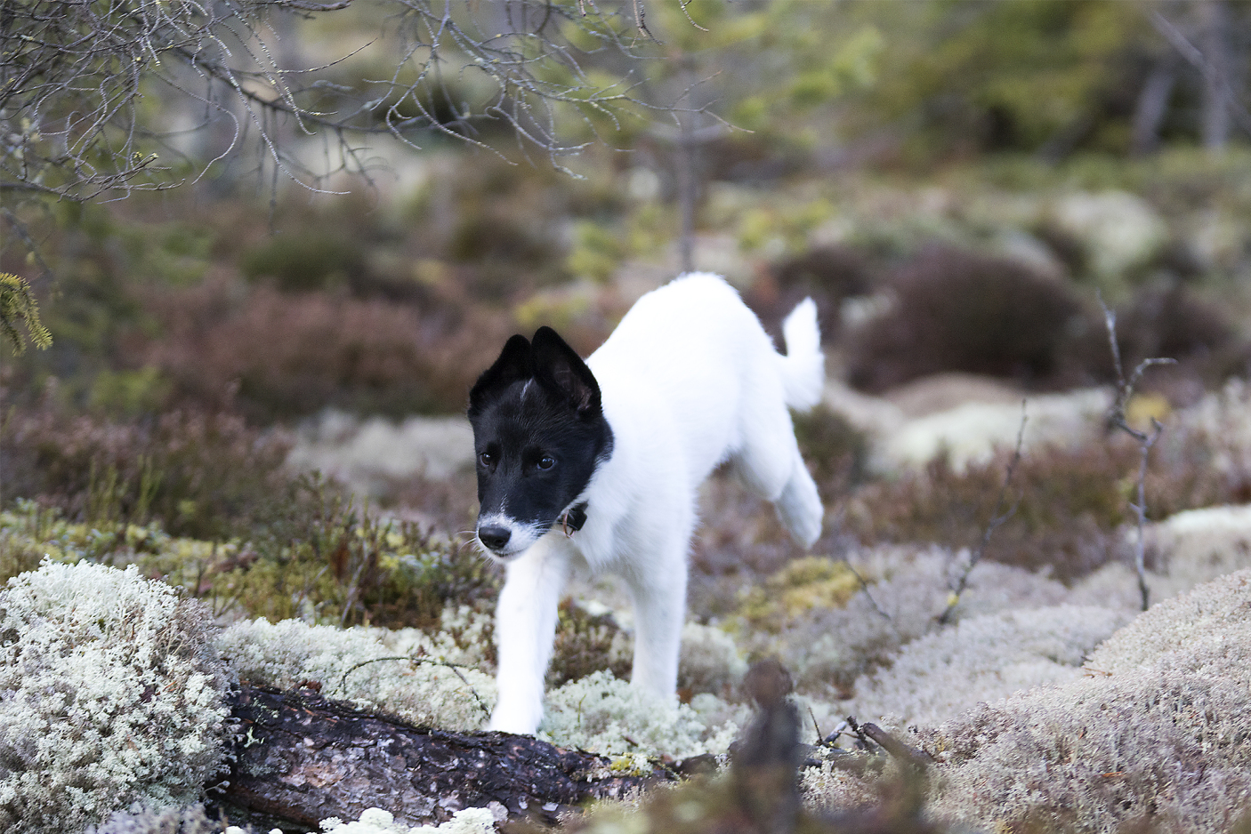 En alaska huskyvalp løper i skogsterreng med mose og lyng.
