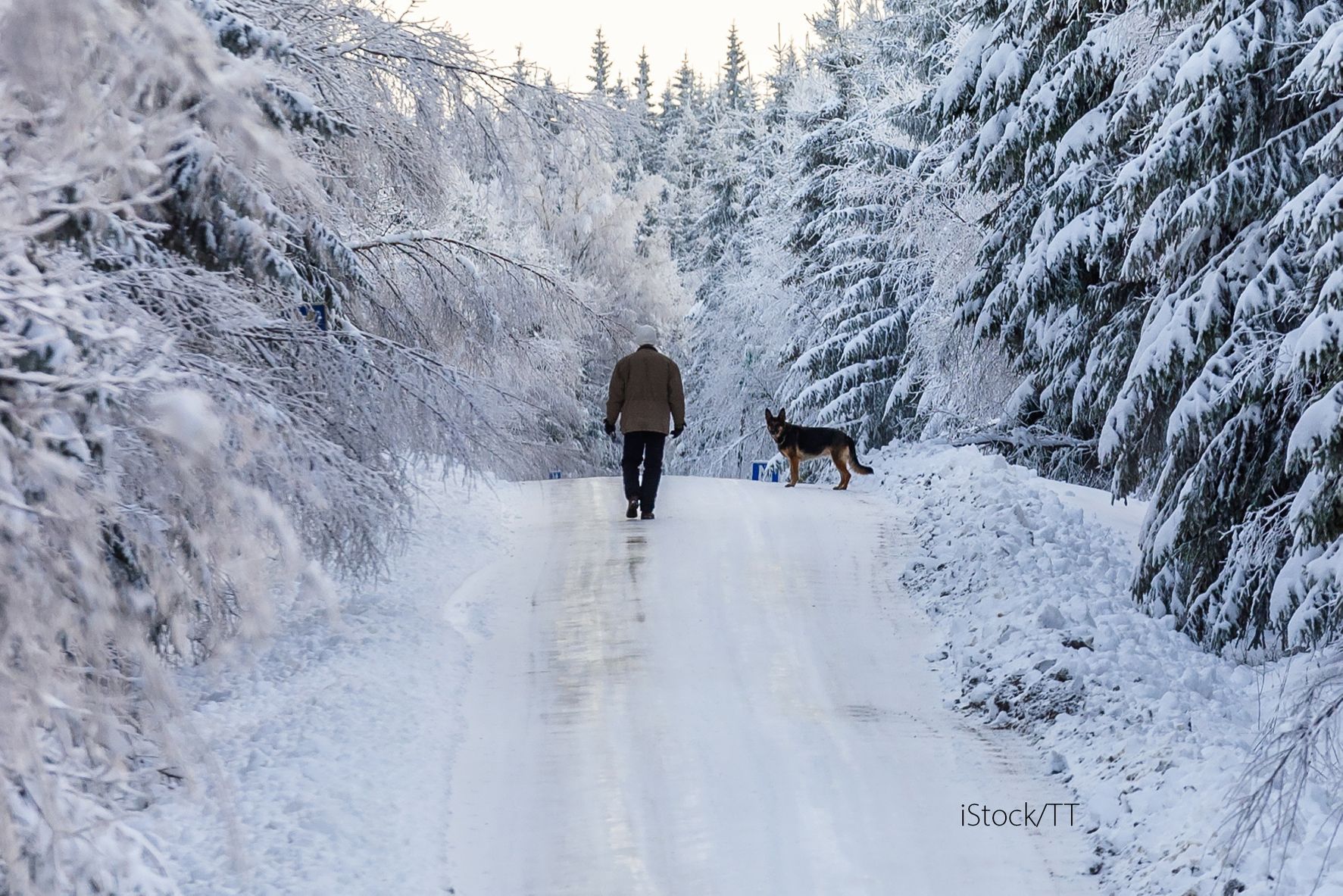 Hund og mann på tur på en glatt vei i vinterskogen
