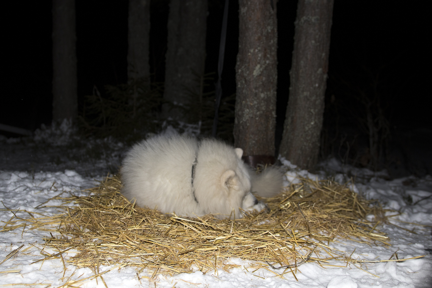 Overnatting ute en vinternatt. En hund ligger sammenrullet og sover på halm i snøen